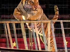 tiger-2