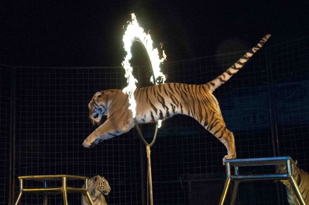 Circus Tigers